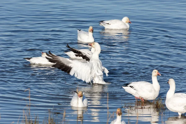 Geçirme kar kazı Vancouver Bc Kanada at sürüsü  