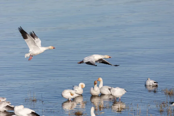 Flock Áttelepítése Liba Vancouver Kanada — Stock Fotó