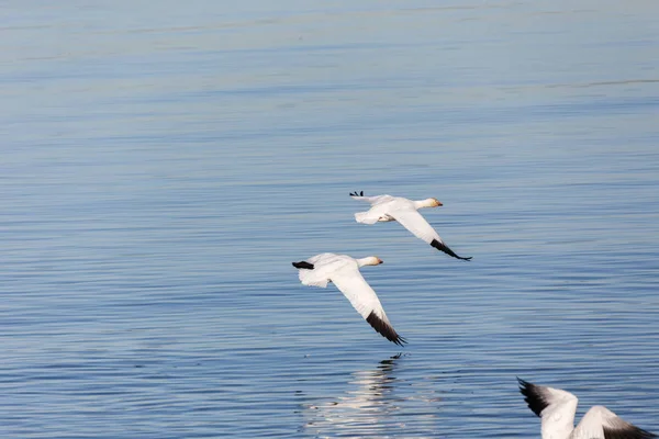 Flock Migrating Snow Geese Vancouver Canada — Stock Photo, Image