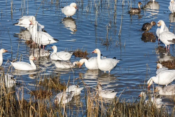 Schwarm Wandernder Schneegänse Bei Vancouver Canada — Stockfoto