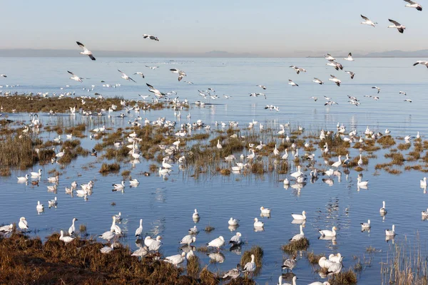 Schwarm Wandernder Schneegänse Bei Vancouver Canada — Stockfoto