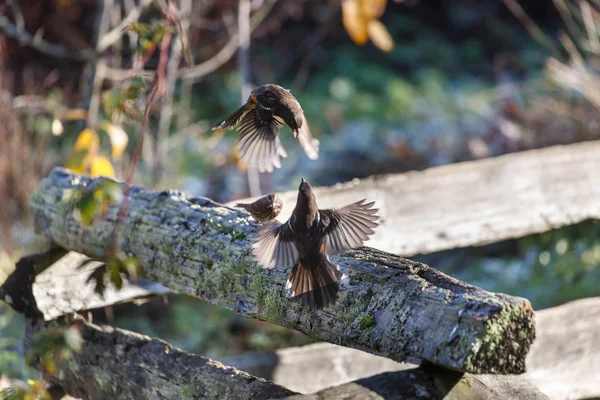 Benekli Towhee Vancouver Bc Kanada mücadele  