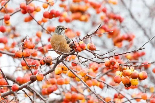 Red Crabapples Tree Autumn American Robin Vancouver Canada — Stock Photo, Image