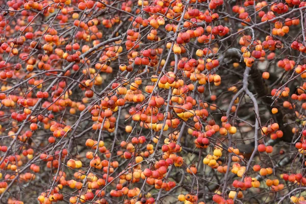Rote Krabben Baum Herbst Aus Nächster Nähe Vancouver Canada — Stockfoto