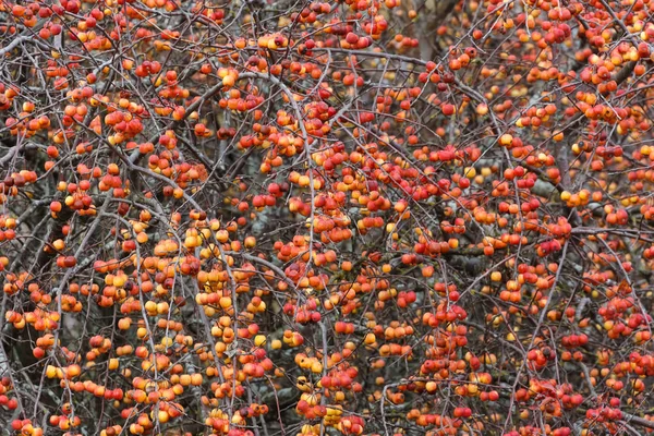 Sonbahar Yakın Kadar Vancouver Kanada Ağacında Kırmızı Crabapples — Stok fotoğraf