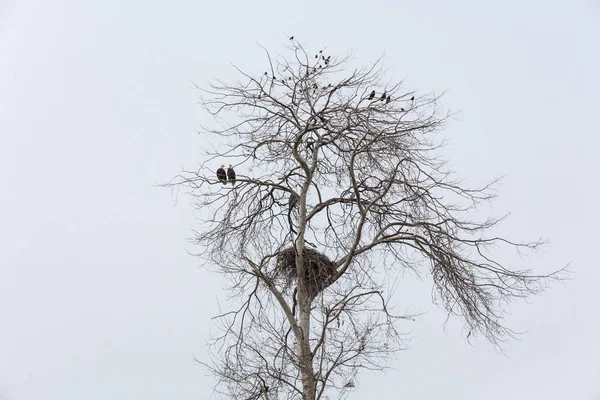 Ninho Águia Careca Estorninho Comum Corvos Vancouver Canadá — Fotografia de Stock