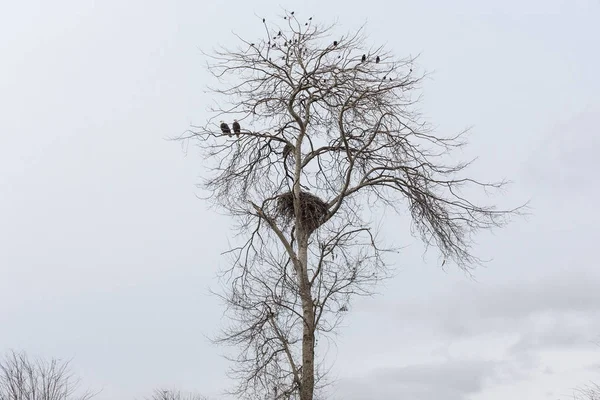 Орлиное Гнездо Обыкновенный Скворец Вороны Ванкувер Канада — стоковое фото