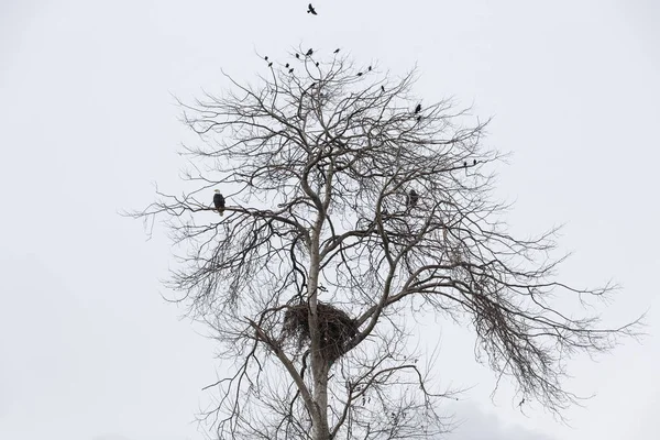 Nido Águila Calva Estornino Común Cuervos Vancouver Canadá Imagen de archivo