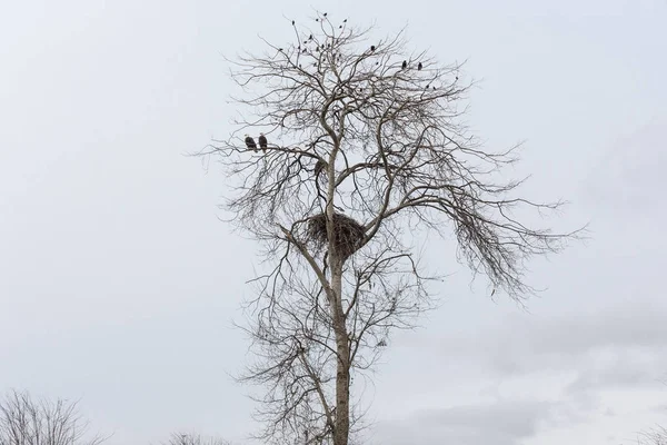 Kel Kartal Yuva Ortak Starling Kargalar Vancouver Kanada Stok Resim