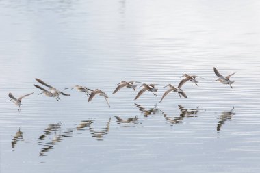 Uzun uçan dowitcher Vancouver Bc Kanada, fatura. 