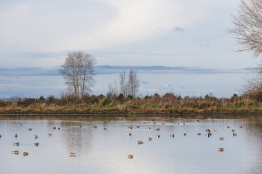 kuş ve doğa, Iona park, Vancouver Bc Kanada, Kasım 2018  