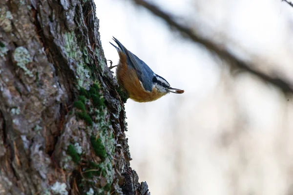 Red Breasted Nuthatch Comer Semillas — Foto de Stock