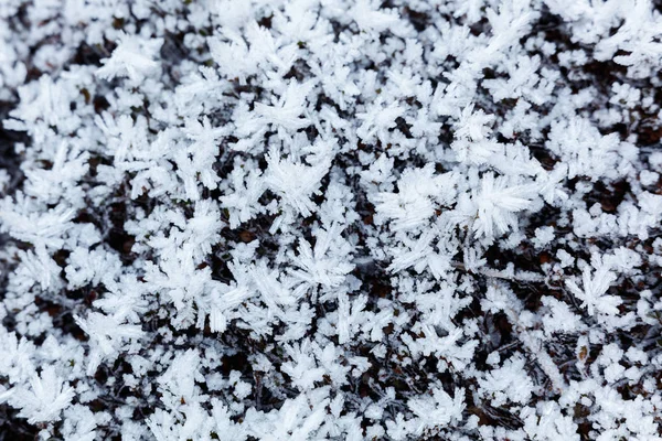 Frosted Winter Leaves Plants Background — Stock Photo, Image