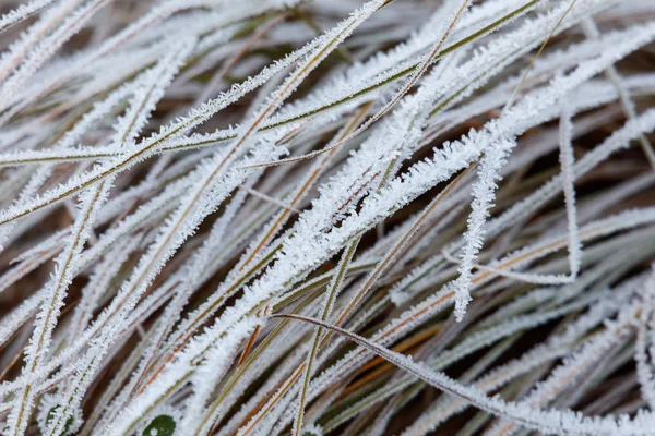 Frosted Winter Leaves Plants Background — Stock Photo, Image