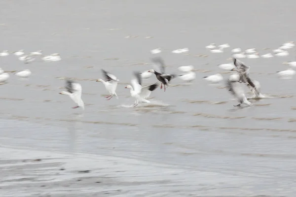 Přenášení Sněžné Husy Vancouver Kanada Slow Motion Blur Modrá Husa — Stock fotografie