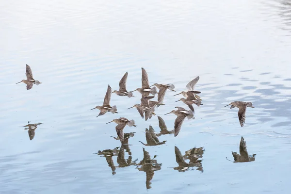 Létající Dlouho Fakturovat Dowitcher Vancouver Kanada — Stock fotografie