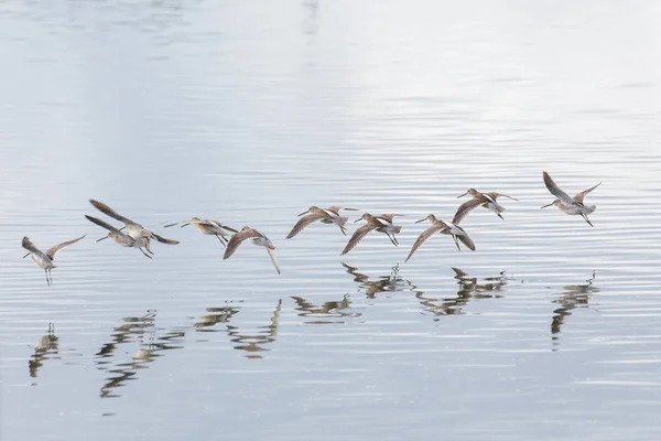 Flying Long Beccato Dowitcher Vancouver Canada — Foto Stock