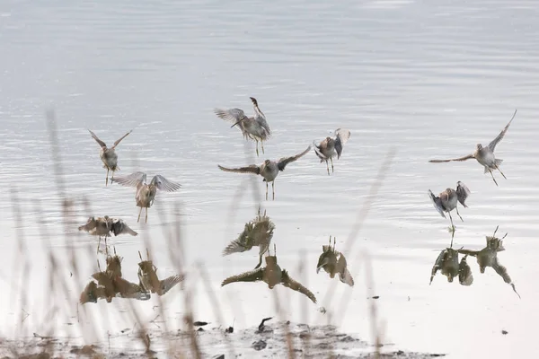 バンクーバー カナダでの Dowitcher を請求長い飛行 — ストック写真