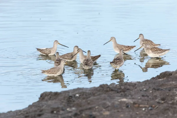 캐나다 밴쿠버 Bc에서 연못에 Dowitcher — 스톡 사진