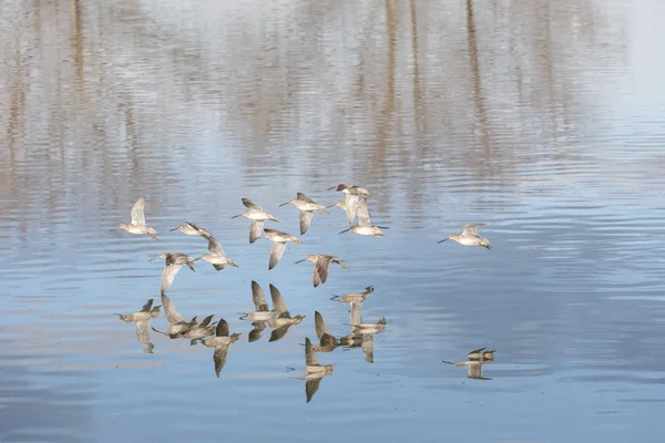 Fliegender Langschnabeltaubenfänger Bei Vancouver Canada — Stockfoto