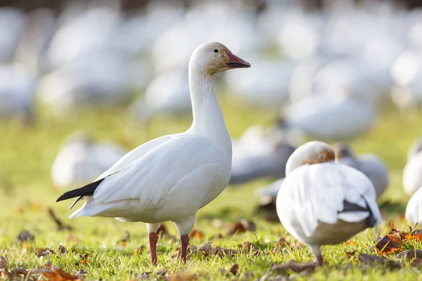 Migrating Snow Geese Vancouver Canada — Stock Photo, Image