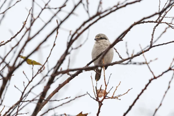 Északi Gébics Bird Vancouver Canada Dec 2018 — Stock Fotó