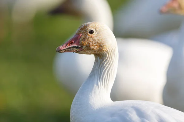 Migrating Snow Geese Vancouver Canada — Stock Photo, Image