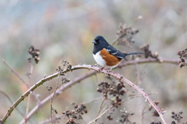 towhee kuş Vancouver Bc Kanada benekli.