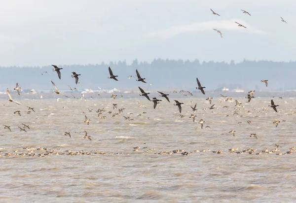 Wandernde Gans Bei Delta Canada — Stockfoto