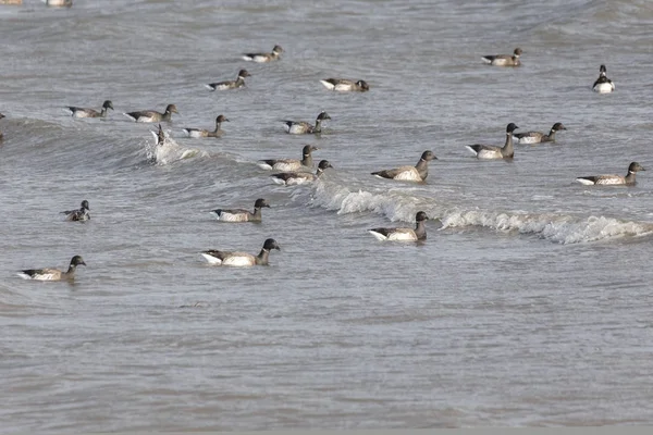 Migrating Brant Goose Delta Canada — Stock Photo, Image