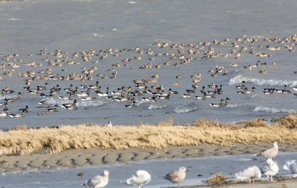 Bernache Cravant Migratrice Delta Canada — Photo