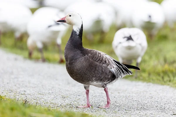 Migrera Blå Gäss Vancouver Kanada — Stockfoto