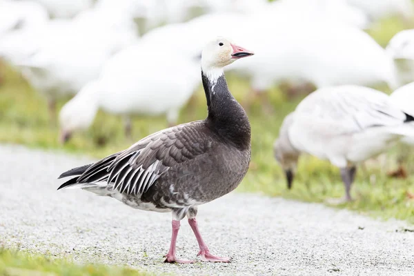 Migrera Blå Gäss Vancouver Kanada — Stockfoto