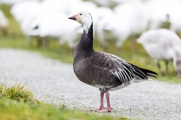 Migrace Modré Husy Vancouver Kanada — Stock fotografie