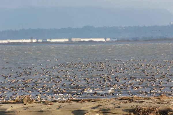 Troupeau Canards Migrateurs Delta Canada — Photo