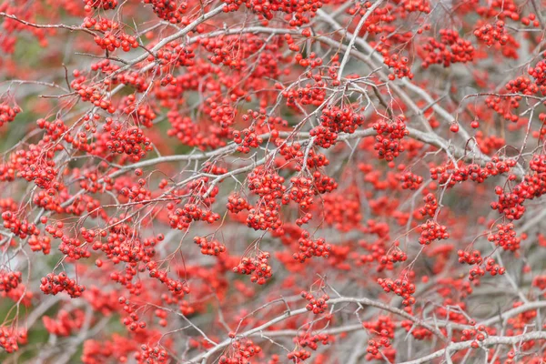 Röd Washington Hagtorn Frukter Delta Kanada — Stockfoto