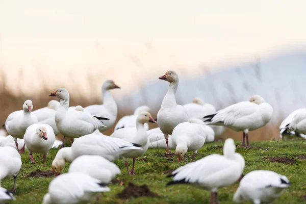 Migrating Snow Goose Vancouver Canada — Stock Photo, Image