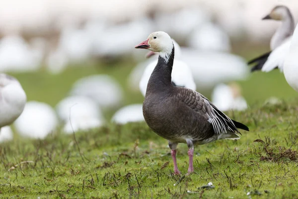 Migrera Blå Gäss Vancouver Kanada — Stockfoto