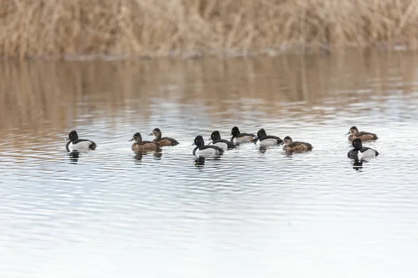 Troupeau Canards Collier Vancouver Canada — Photo