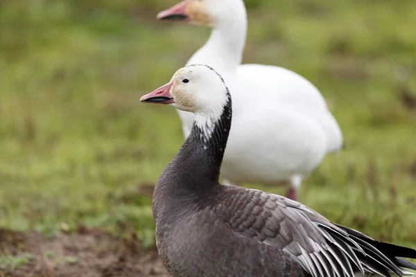 Migrating Blue Geese Vancouver Canada — Stock Photo, Image