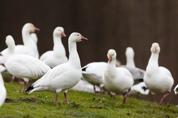 Migrating Snow Goose Vancouver Canada — Stock Photo, Image