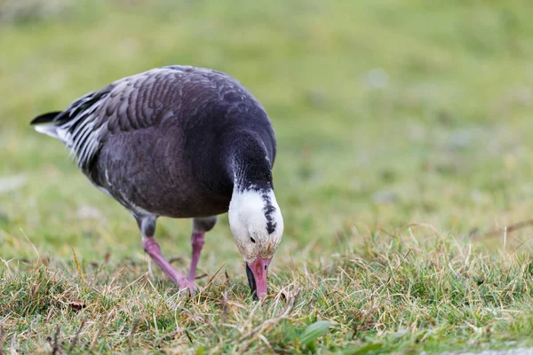 Wandernde Blaugänse Bei Vancouver Canada — Stockfoto