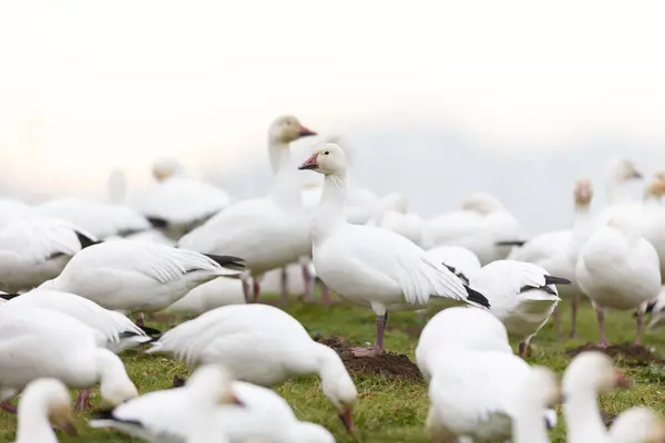 Migrating Snow Goose Vancouver Canada Stock Image