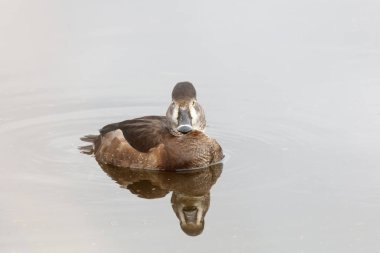 Vancouver Bc Kanada boyunlu duck halka. 