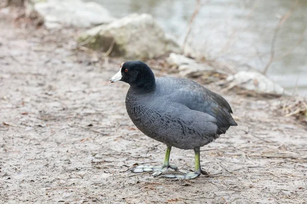 Amerikan Coot Kuş Vancouver Kanada — Stok fotoğraf