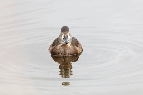 Canard Collier Vancouver Canada — Photo