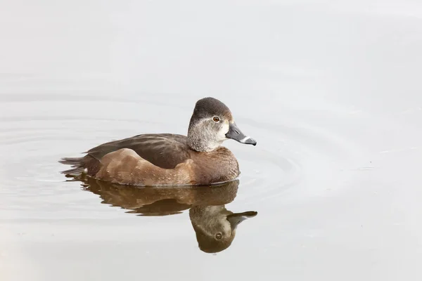 圆环脖子鸭子在温哥华 加拿大 — 图库照片