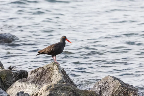Black Oystercatcher Bird Delta Canada — Stock Photo, Image