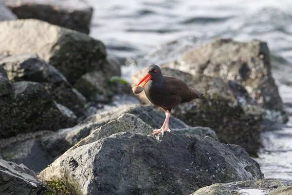 Black Oystercatcher Bird Delta Canada — Stock Photo, Image