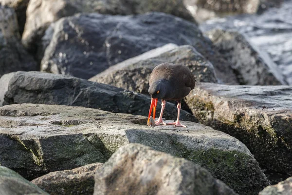 Black Oystercatcher Bird Delta Canada — Stock Photo, Image